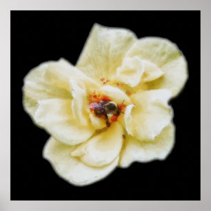 Poster Rose et abeille