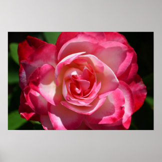 Poster rose et blanc