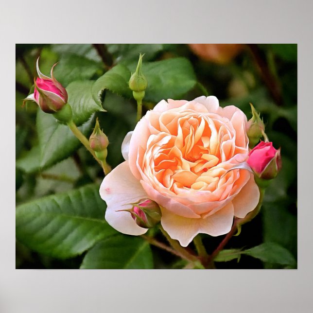 Poster Rose et bourgeons orange pâle (Devant)