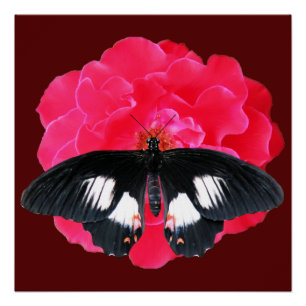 Poster Rose et Swallowtail