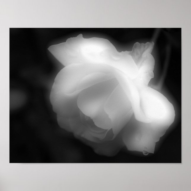 Poster Rose Flower Black White Photo Imprimer (Devant)