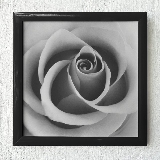 Poster Rose Flower Close Up Photographie noir et blanc (Créateur téléchargé)