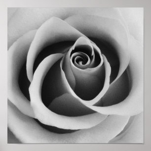 Poster Rose Flower Close Up Photographie noir et blanc