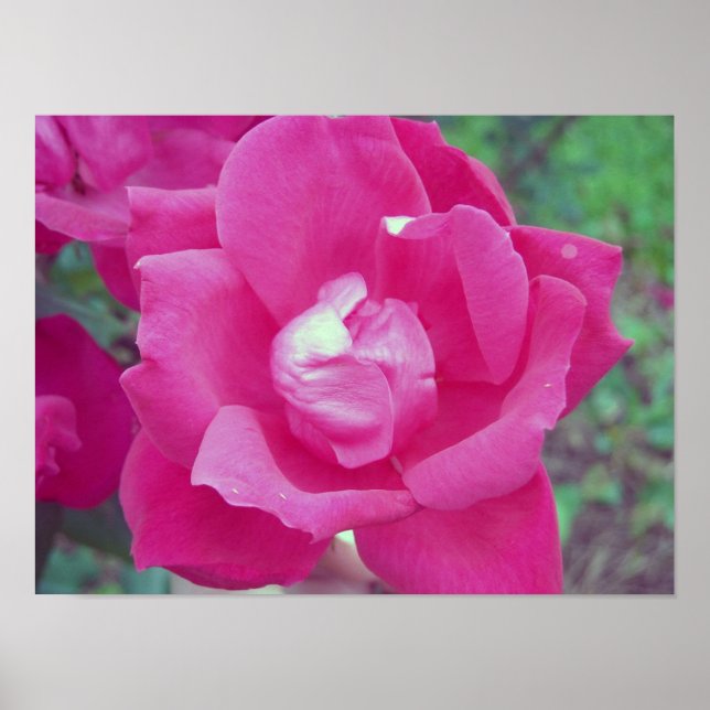 Poster Rose foncée photo (Devant)