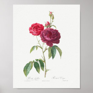 Poster Rose français violet Vintage floral rose marron Ro