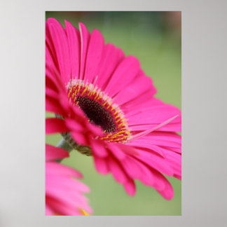 Poster rose Gerbera Daisy
