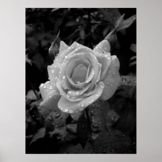 Poster Rose humide