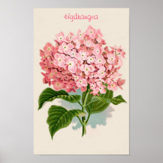 Poster rose Hydrangea