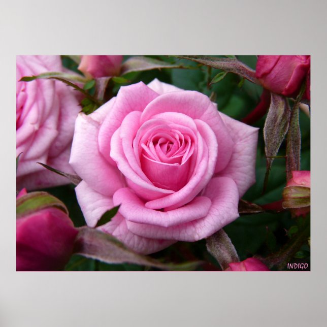 Poster rose Imprimer Beau Art Fleur Imprimer (Devant)