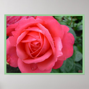 Poster rose Imprimer Belle Fleur Art Imprimer