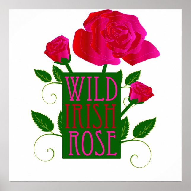 Poster Rose irlandais sauvage (Devant)