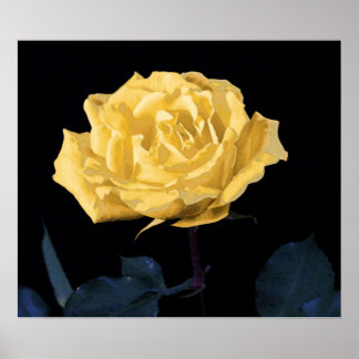 Poster Rose jaune