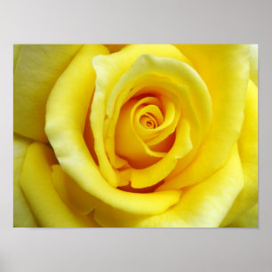Poster Rose jaune