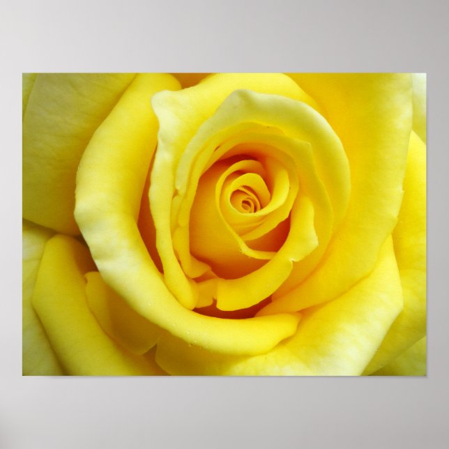 Poster Rose jaune (Devant)