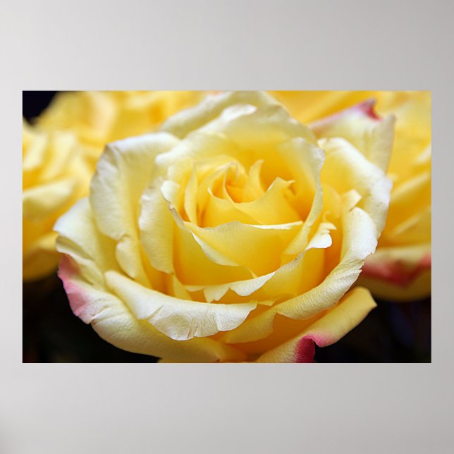 Poster Rose jaune (Devant)