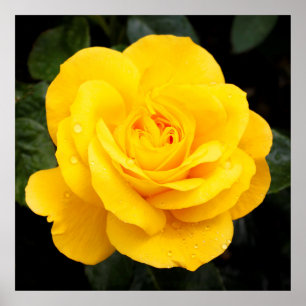Poster Rose jaune