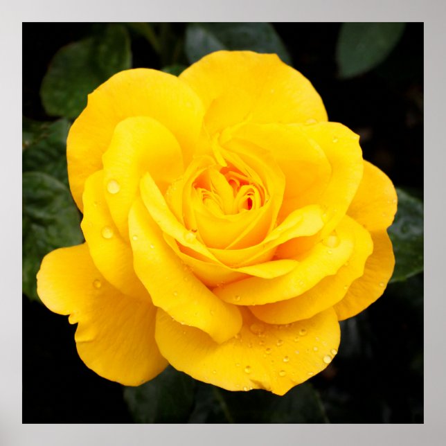 Poster Rose jaune (Devant)