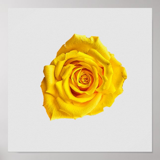 Poster Rose jaune (Devant)