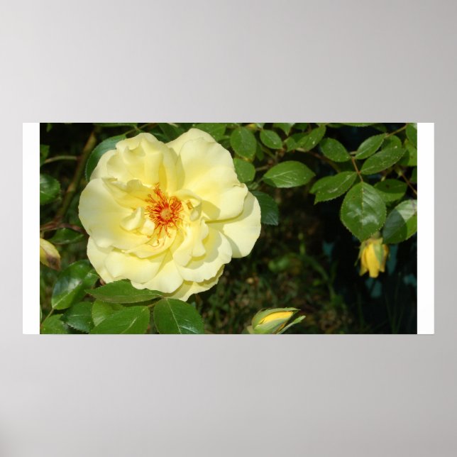 Poster rose jaune (Devant)