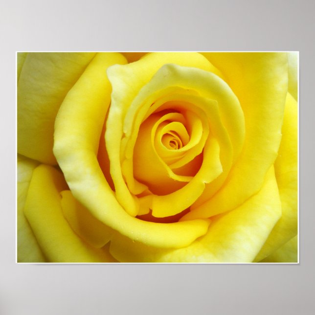 Poster Rose jaune (Devant)