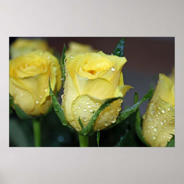 Poster Rose jaune (Devant)