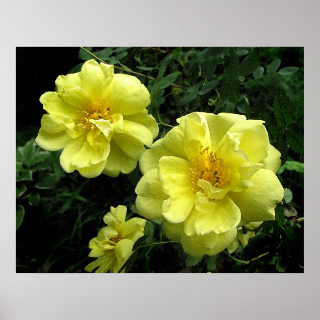 Poster Rose jaune ancienne (Devant)