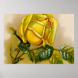 Poster Rose jaune Antique Vintage Imprimer Art