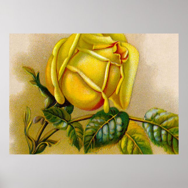 Poster Rose jaune Antique Vintage Imprimer Art (Devant)