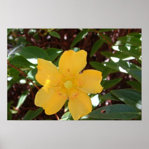Poster Rose jaune de Sharon Imprimer