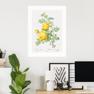 Poster Rose jaune du soufre Art Vintage