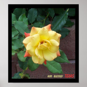 Poster Rose jaune du Texas