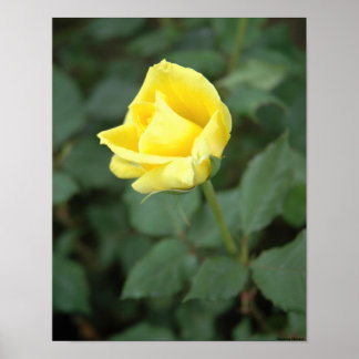 Poster Rose jaune florissante