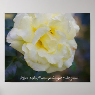 Poster Rose jaune pâle