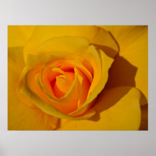 Poster Rose jaune, rose orange, rose romantique