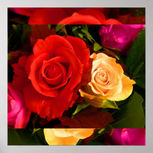 Poster Rose jaune rouge I