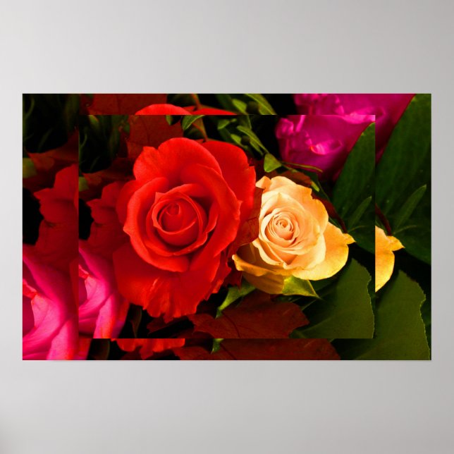 Poster Rose jaune rouge II (Devant)