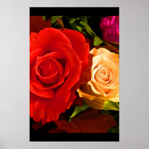 Poster Rose jaune rouge III