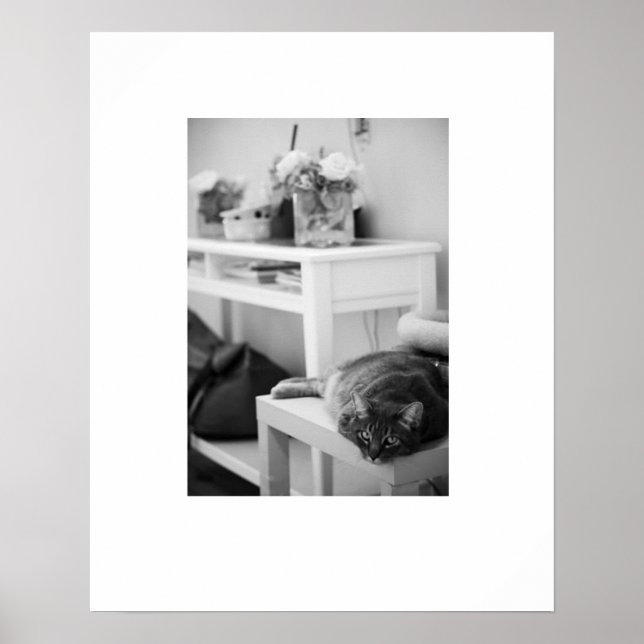 Poster Rose Kitty (Devant)