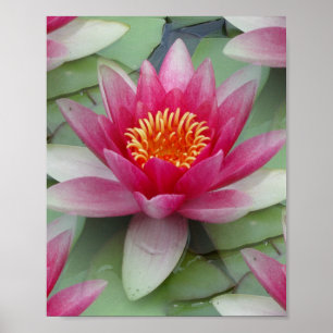 Poster Rose Lotus Water Lily