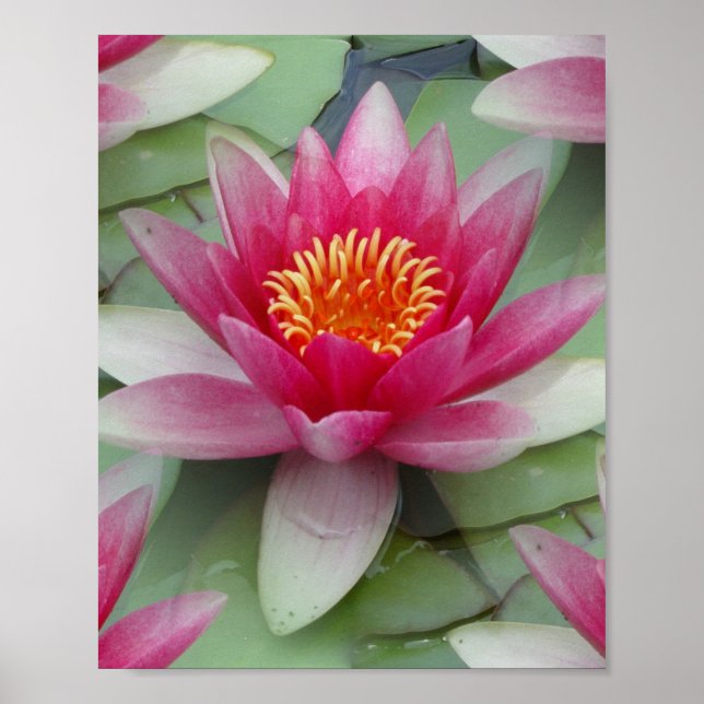 Poster Rose Lotus Water Lily (Devant)