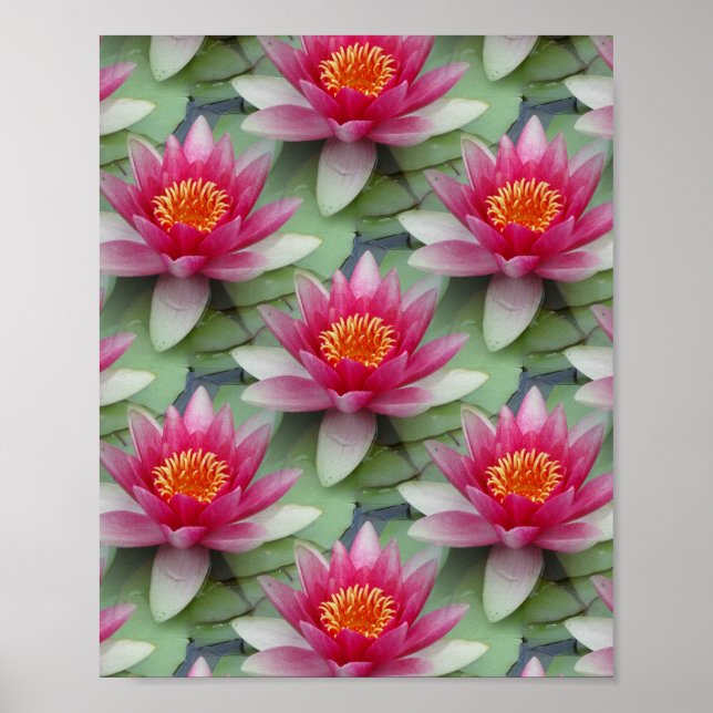Poster Rose Lotus Water Lily (Devant)