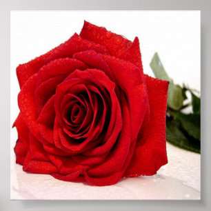 Poster Rose Love Canvas Imprimer