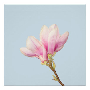 Poster rose Magnolia