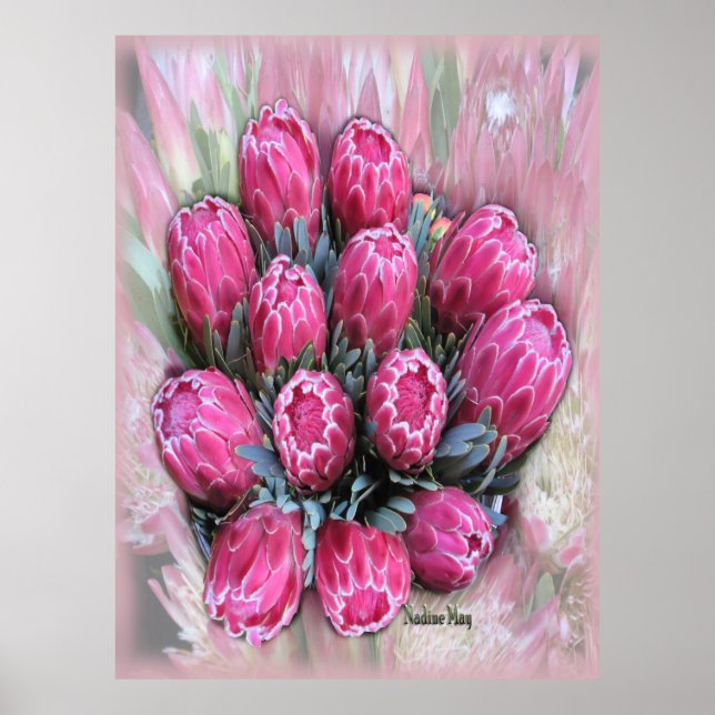 Poster rose Mamosa Protea (Devant)