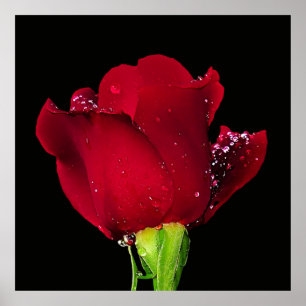 Poster Rose Mariage rouge