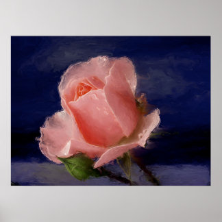 Poster Rose minuit