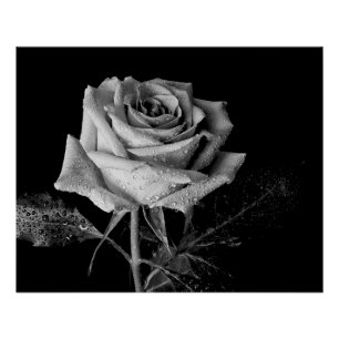 Poster Rose noir blanc
