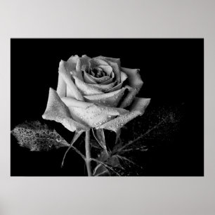 Poster Rose noir blanc