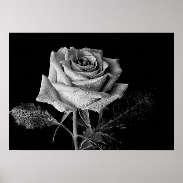 Poster Rose noir blanc (Devant)