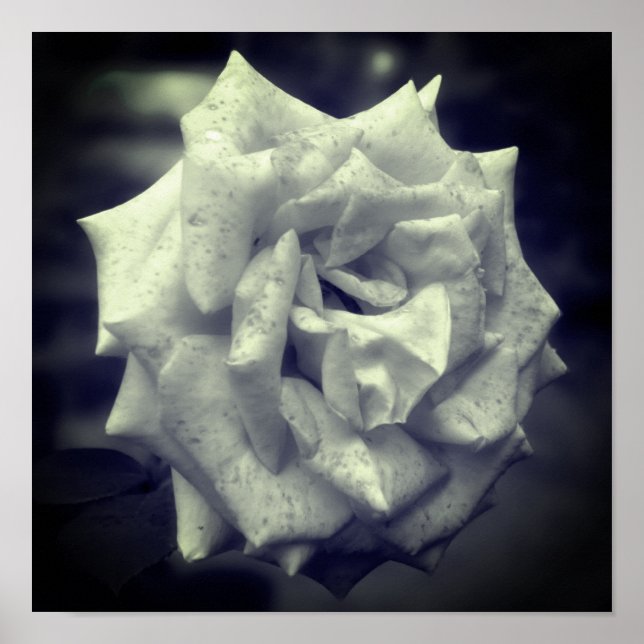 Poster Rose Noir et blanc marron (Devant)